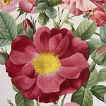 Au Sole בסה-סור-לה-רופט